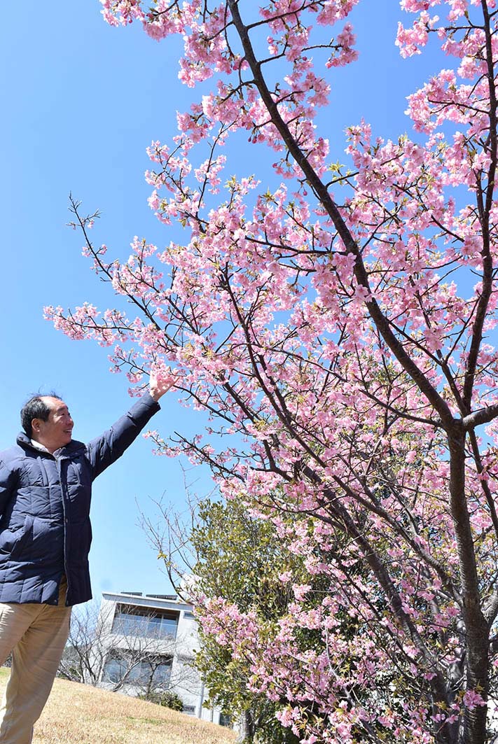 早咲きの河津桜が満開 和歌浦8の字公園で - ロカルわかやま-和歌山県