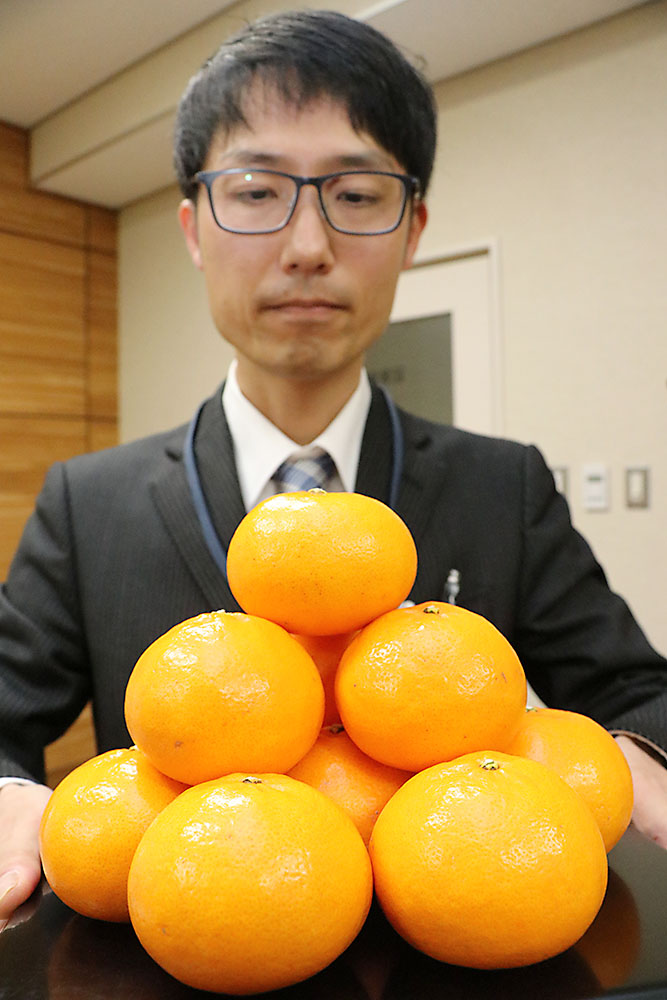 かんきつ新品種「はるき」 県が開発ブランド化 - ロカルわかやま-和歌山県