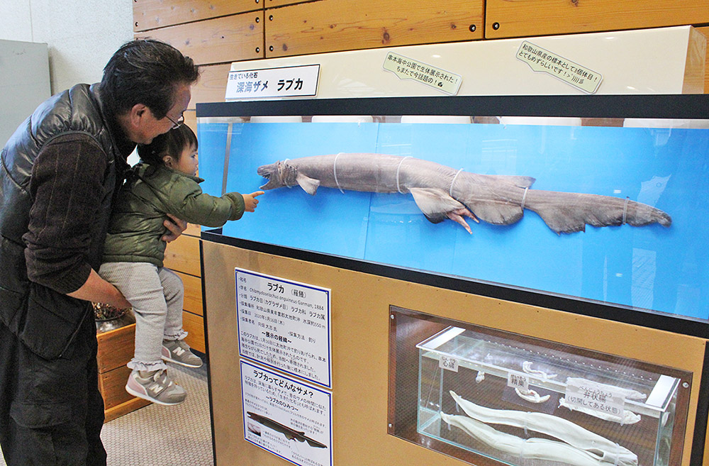 深海ザメ「ラブカ」展示 24日まで自然博物館 - ロカルわかやま｜和歌山県内のグルメ、観光・おでかけ、ライフ情報を発信中