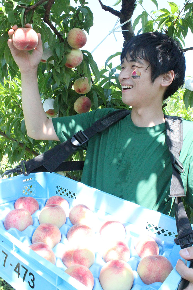 桃農家、葡萄農家 農園こだわりのモモをお届け!甘くてジューシーな桃 2kg 4～6玉 村松