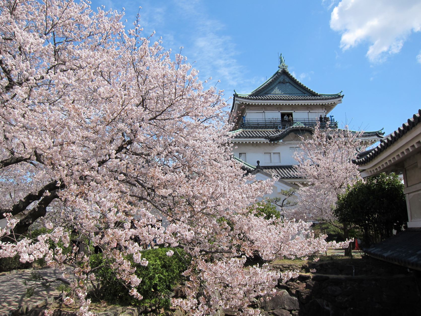 和歌山城桜