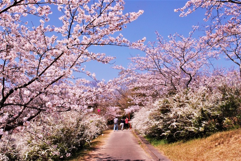 例年行われている平草原桜まつりの様子（2022年は中止）。その美しさは訪れた人たちの目を楽しませます。
