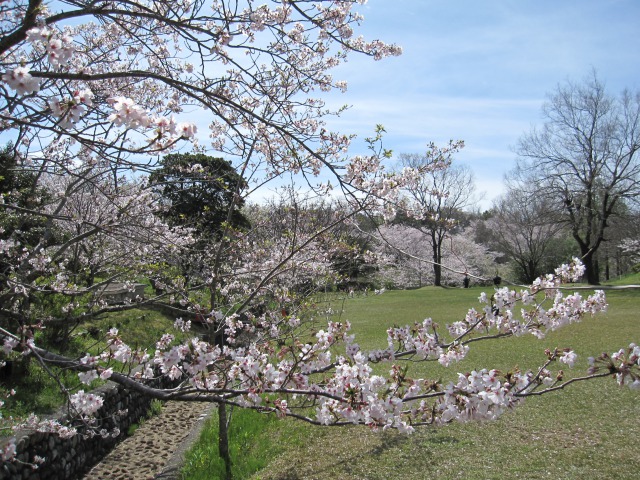 平草原公園の桜（県提供）