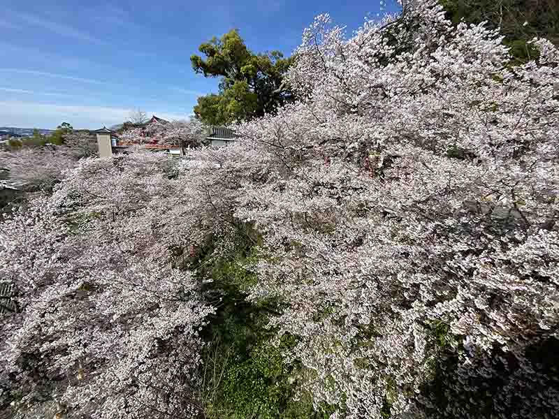 紀三井寺ケーブルカー観音堂からの桜
