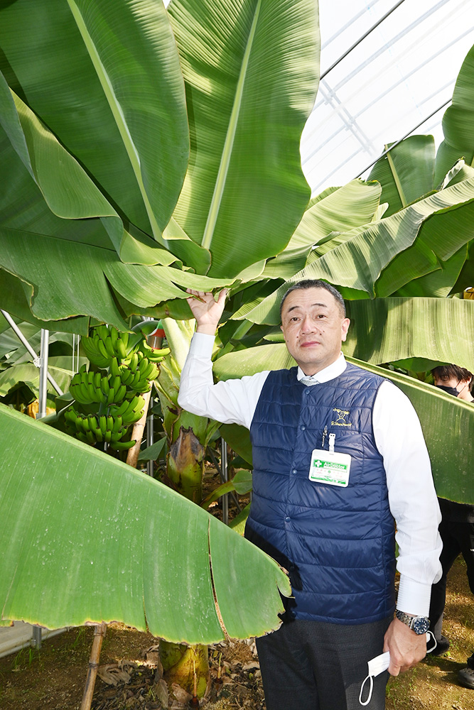 海南市でバナナ栽培 こくぼ農園が挑戦 - ロカルわかやま-和歌山県