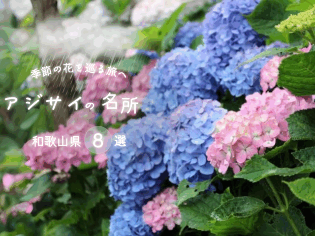 季節の花を巡る旅へ◎アジサイの名所8選【和歌山県】
