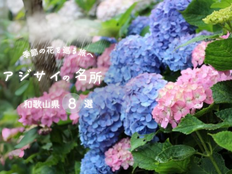 季節の花を巡る旅へ◎アジサイの名所8選【和歌山県】