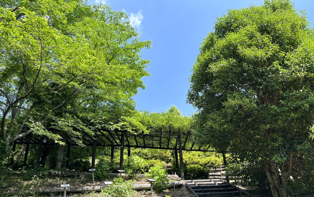 旬彩バイキング 和音