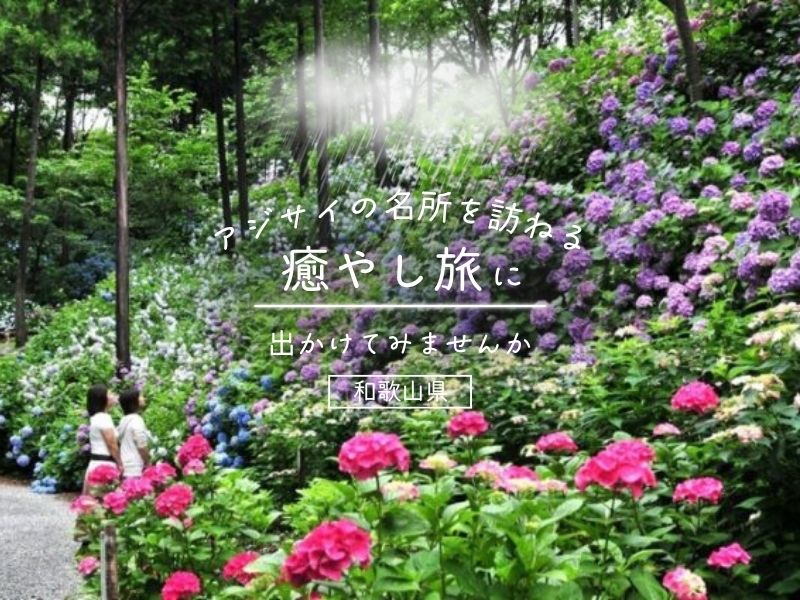 【和歌山】アジサイの名所を訪ねる癒やし旅に出かけてみませんか