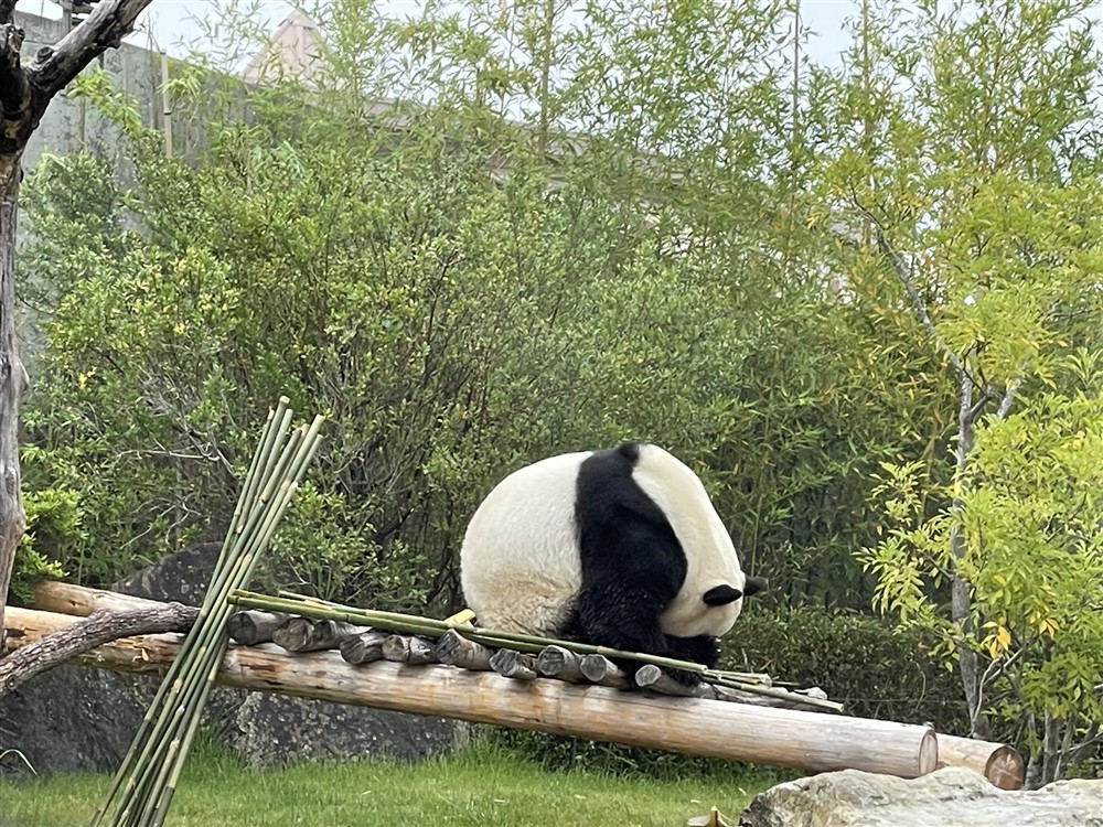 あどべんちゃーわーるどパンダ