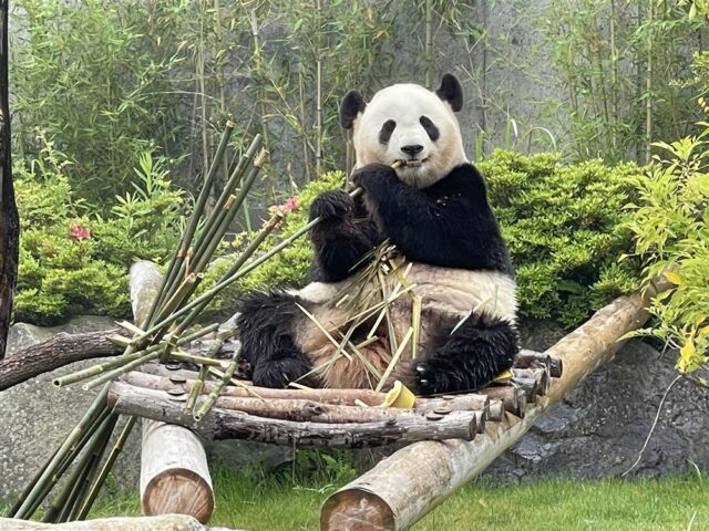 しらはまぱんだ