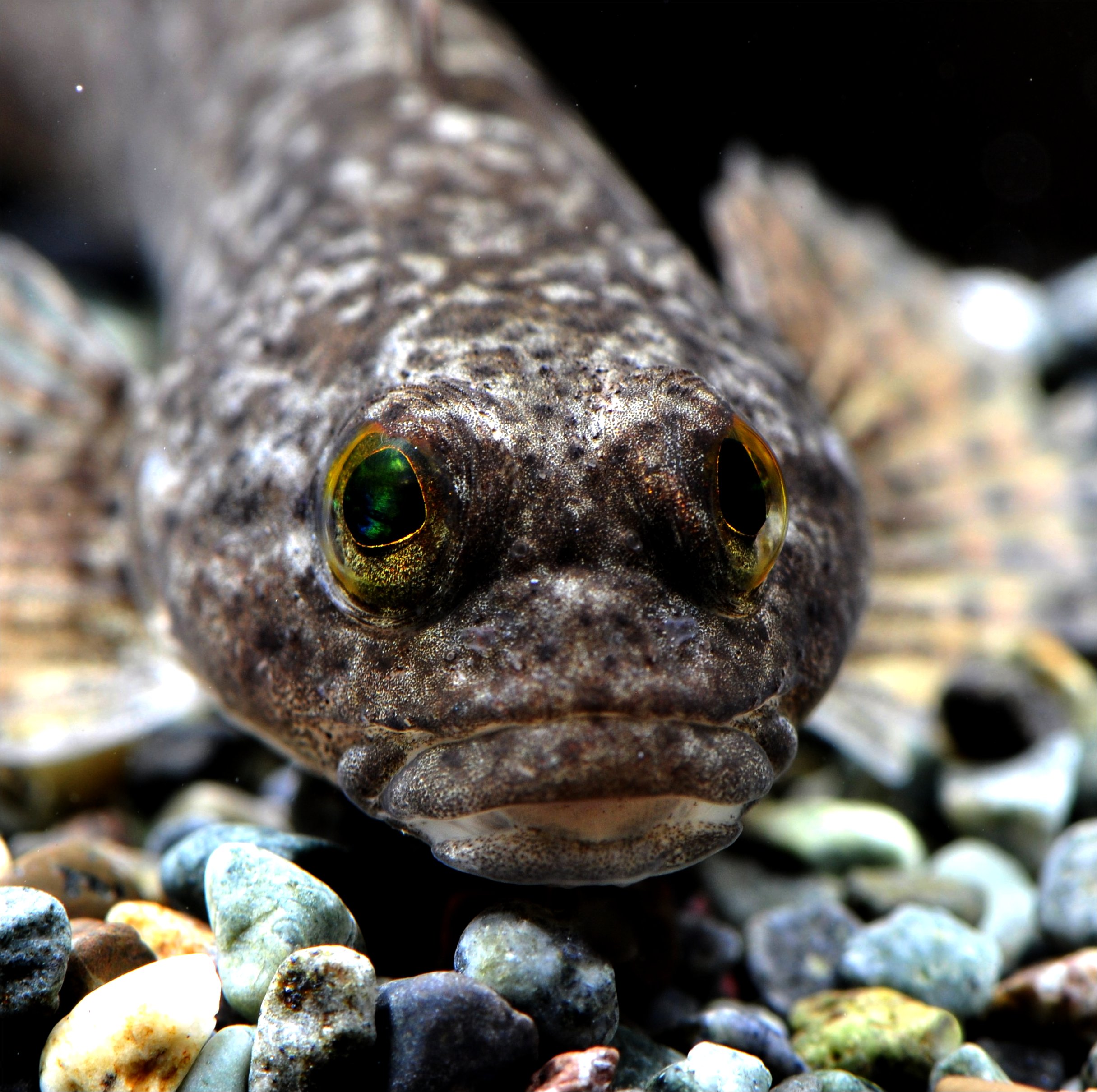 特別展「再発見！ 紀の川の魚類」