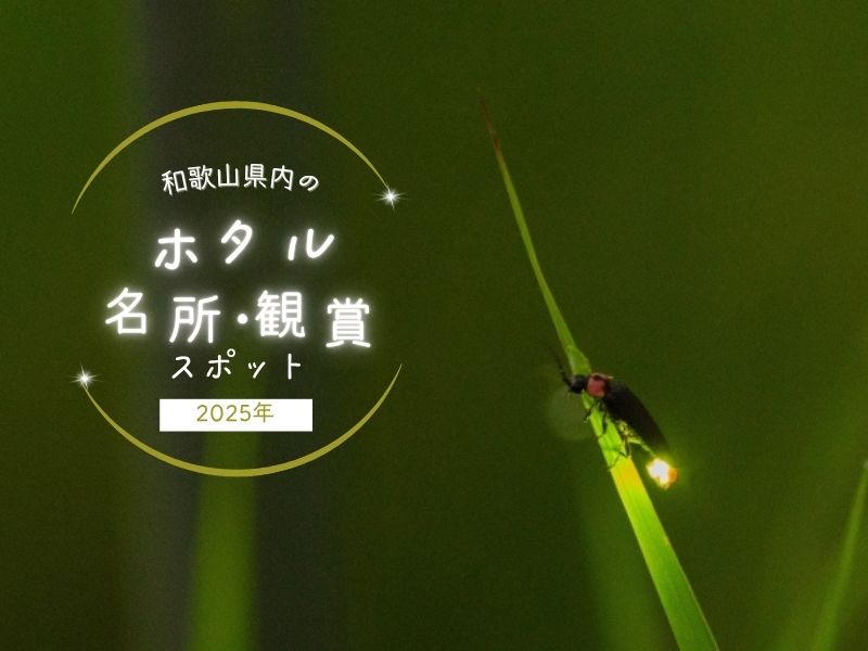 【2025年】和歌山県内のホタルの名所・観賞スポット