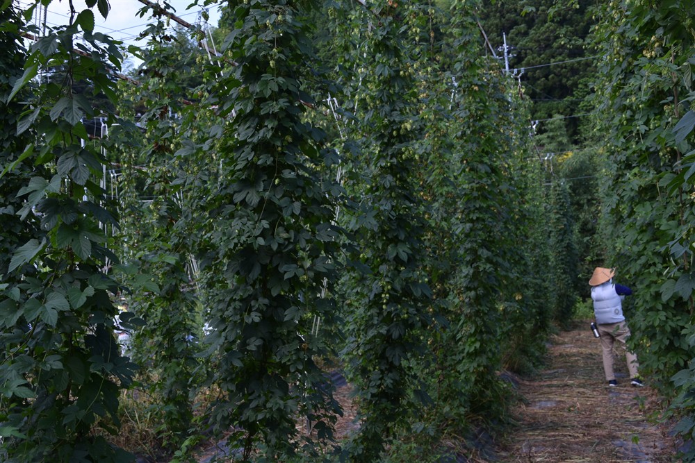 高野山クラフトビール