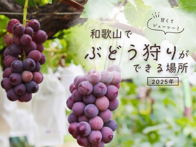 甘くてジューシー！ 和歌山で絶品ぶどう狩り体験ができる場所【2025年】