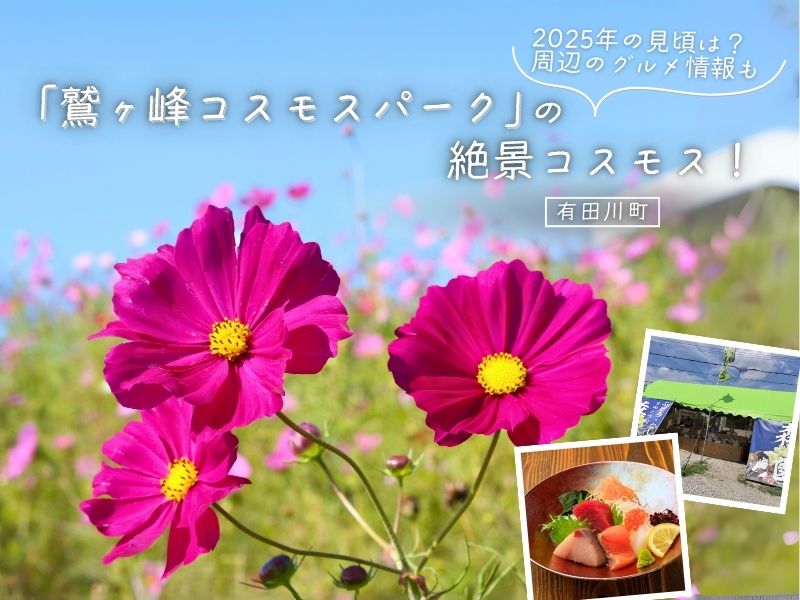 【有田川町】「鷲ヶ峰コスモスパーク」の絶景コスモス！ 2025年の見頃は？ 周辺のグルメ情報も
