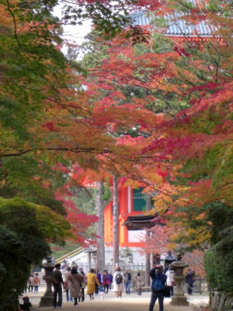 高野山イチョウ