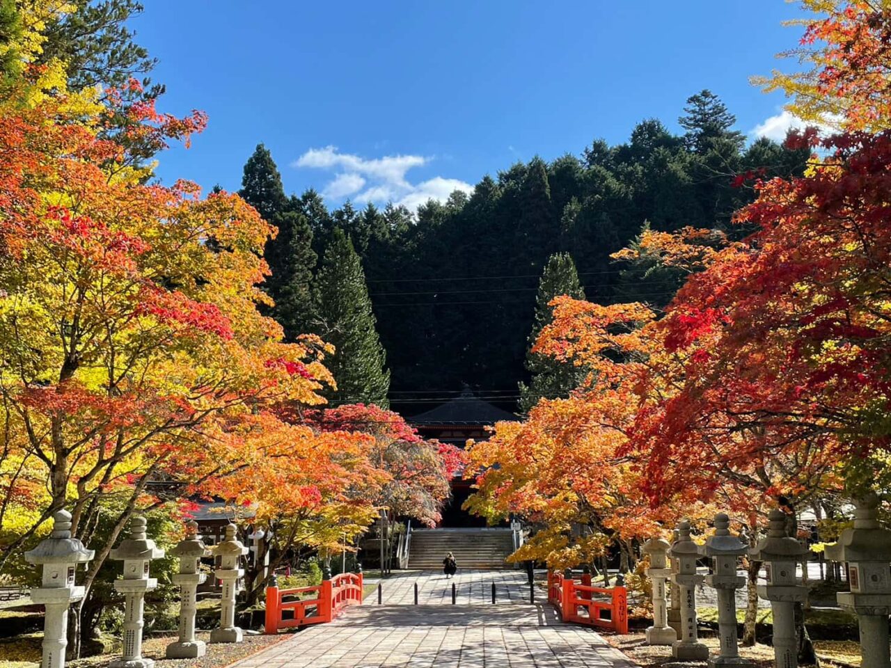 高野山イチョウ