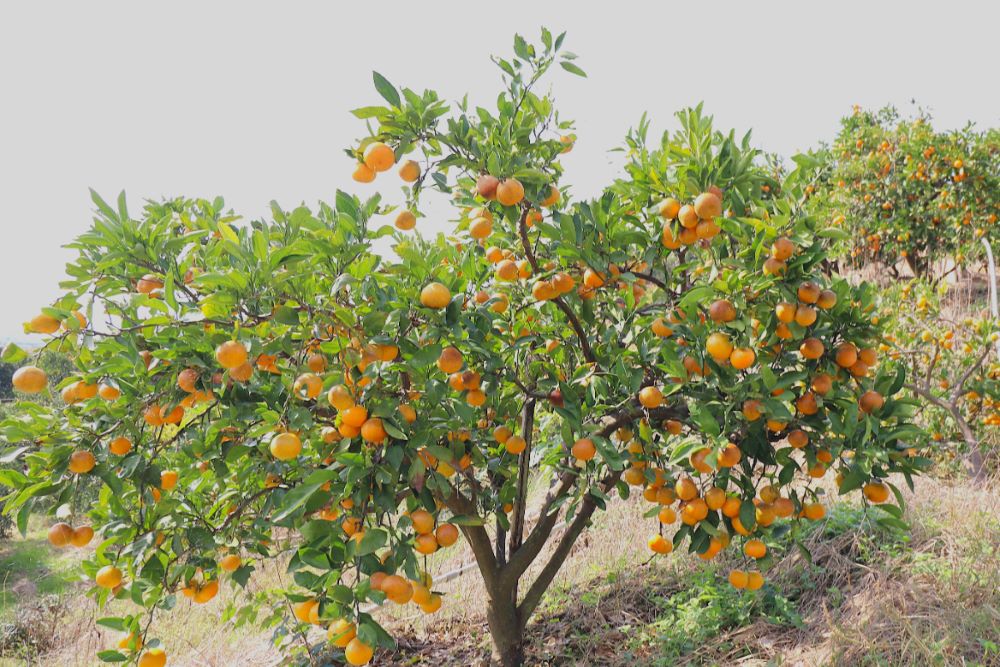 観音山フルーツパーラー