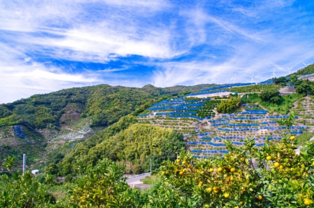 有田みかん畑AC