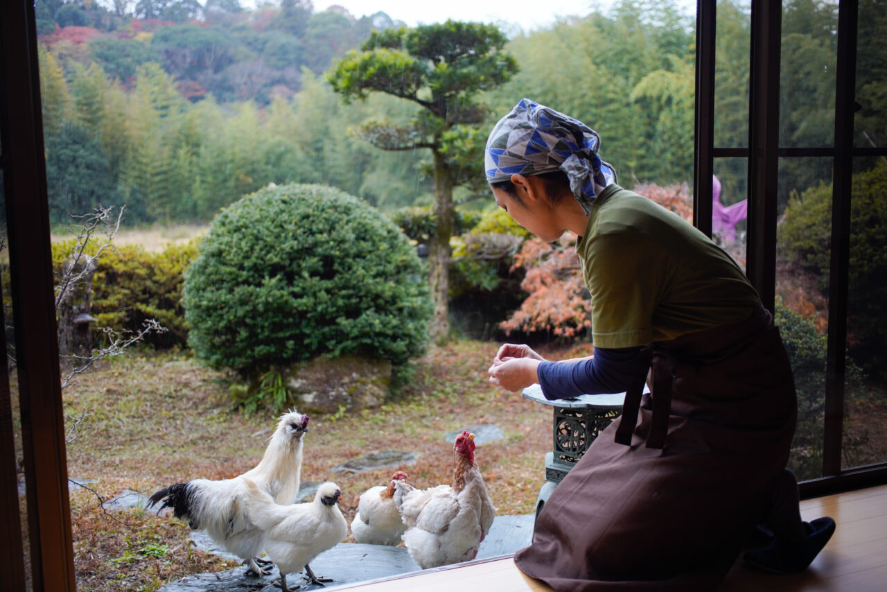 こけこ亭のにわとり