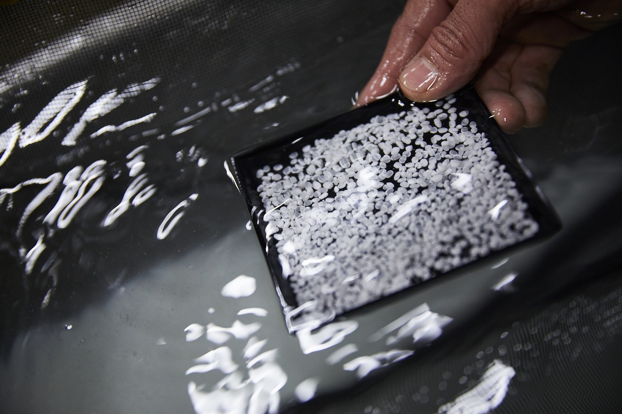 九重雜賀(ここのえさいか)