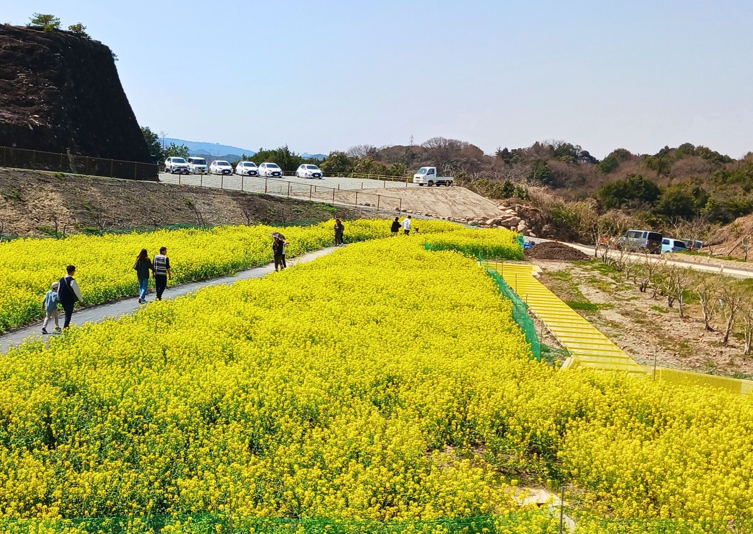 紀州 木の街 フルーツが香る 南紀の台 よってって広場　菜の花畑