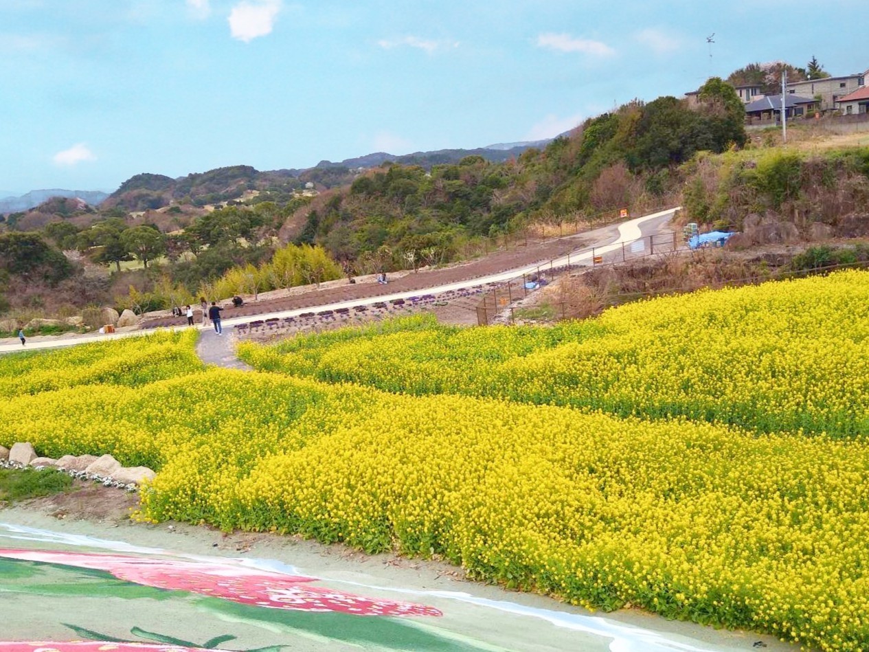 紀州 木の街 フルーツが香る 南紀の台 よってって広場　菜の花畑