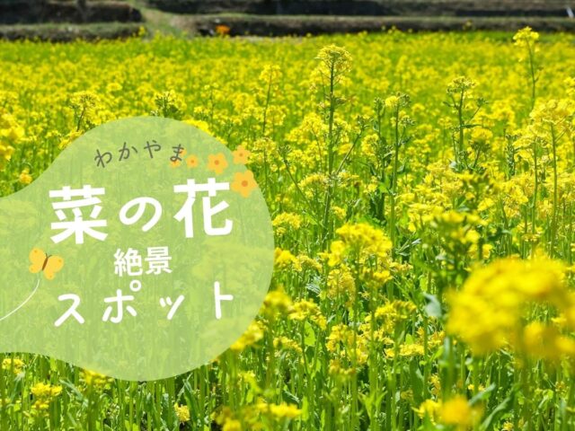 見頃をチェック!和歌山の菜の花畑まとめ【2026年】