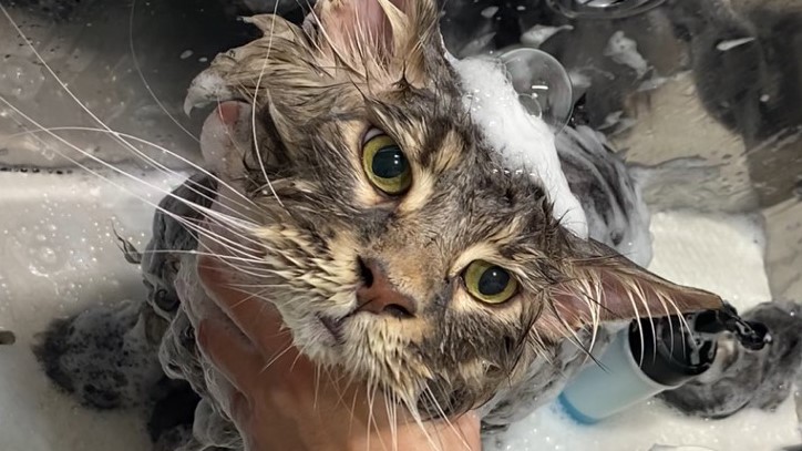 「Claw Cat‘s Resort(クロウ・キャッツ・リゾート)」